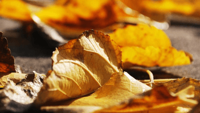 Doctor - professional stock photography