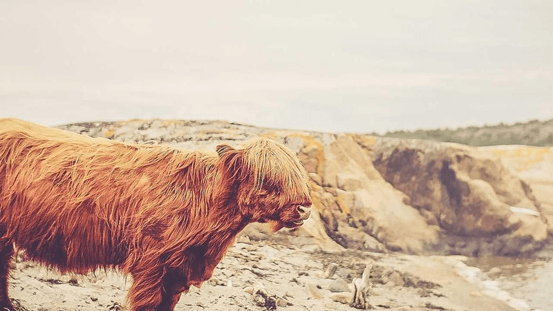 Fruits - professional stock photography
