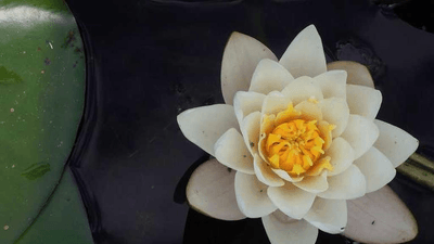 Healthy Food - professional stock photography