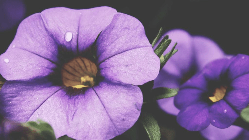 Healthy Food - professional stock photography