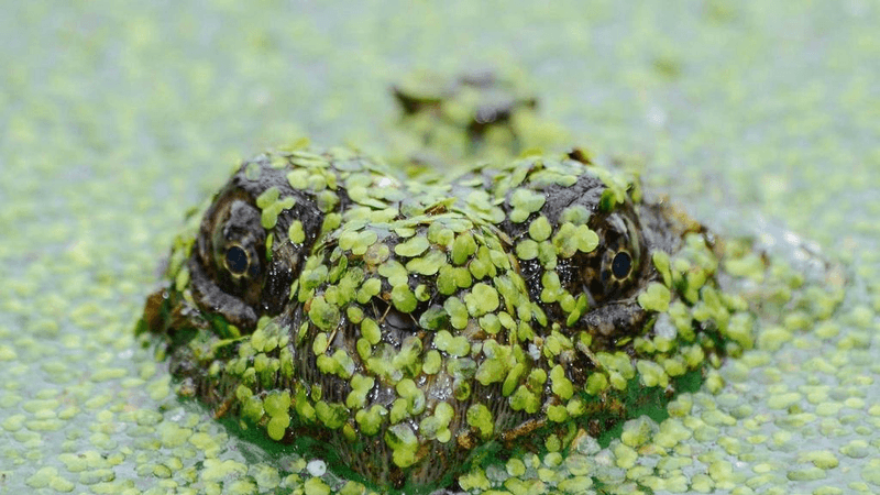Smoothie - professional stock photography
